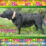 Pepper