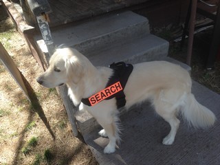 Nationally Certified Search and Rescue Dog