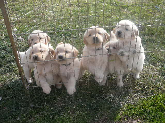 Golden Retriever Pups-All Pre sold but speak for the next litter