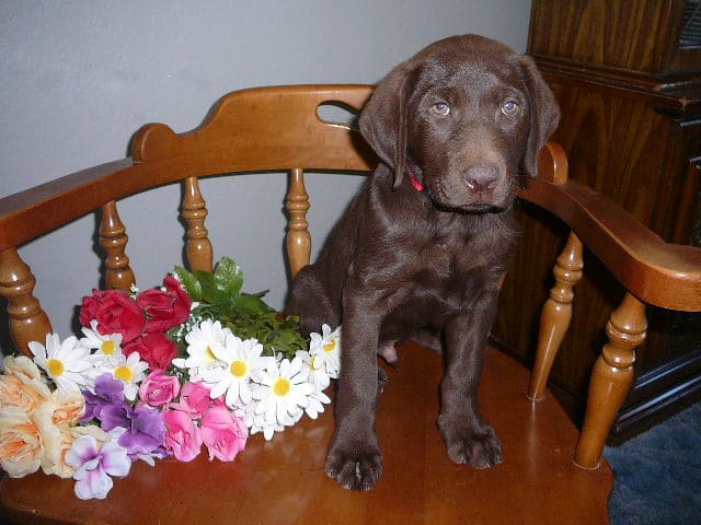 Chocolate Lab Pups