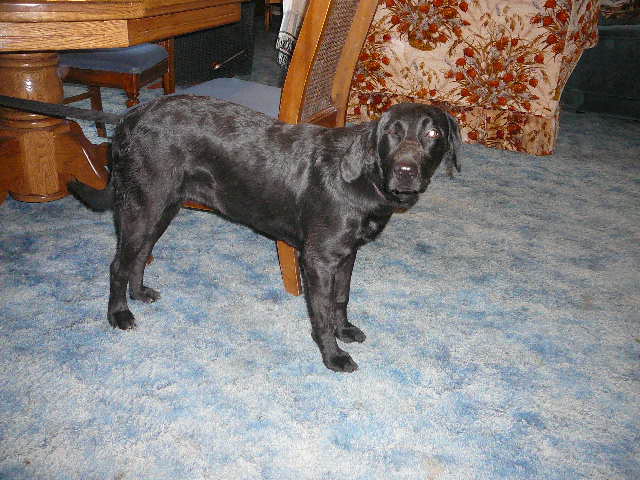 Black Lab - Female