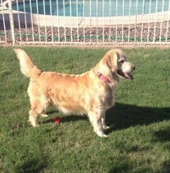 Prefer After Christmas? Golden Retriever Pups Ready New Years Day-Sold out but more expected in spring