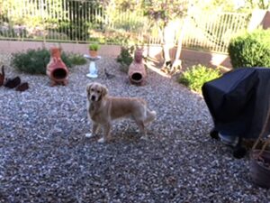 JAX-A Golden Retriever