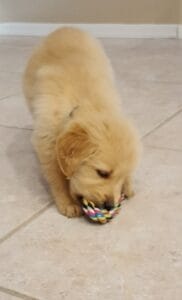 Lexi-Golden Retriever Pup