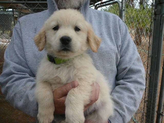 Golden Retriever Litter Born Dec 7