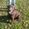 Chocolate Lab Female; one year old