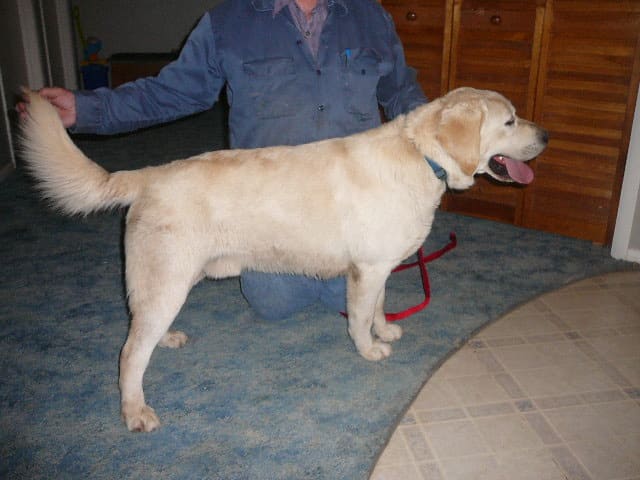 Yellow Labs Born May 23- One Male available