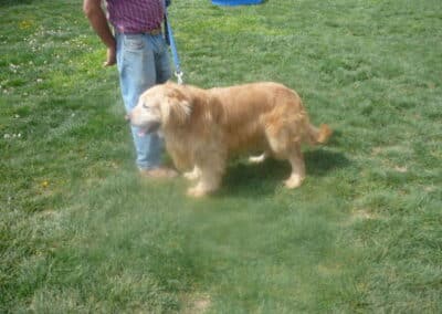 Spring Golden Retrievers Arrived May 11