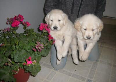 Golden Retriever pups