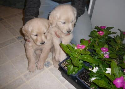 Golden Retriever pups