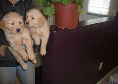 Golden Retriever pups