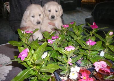 Golden Retriever pups