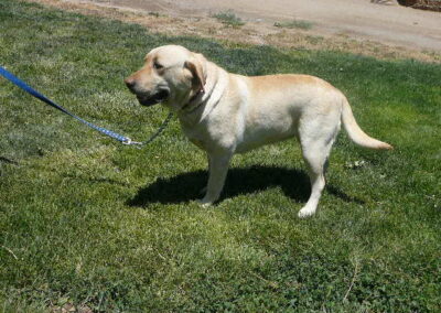 Yellow Lab Pups Arrived first of June