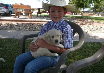 Golden Retriever pup