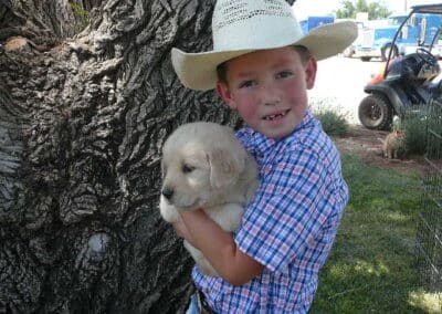 Golden Retriever pup