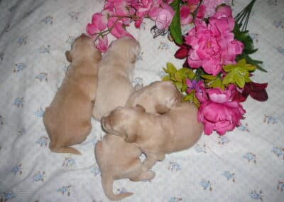 Golden Retriever pups