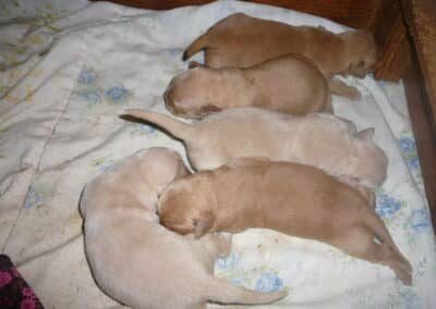 Golden Retriever pups