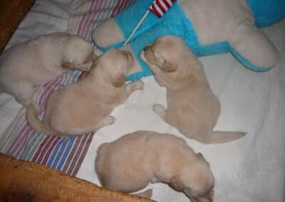 Golden Retriever pups