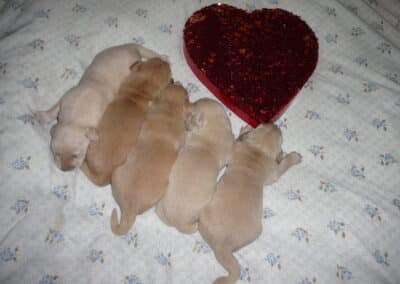 Golden Retriever pups