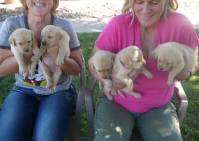 Lab pups