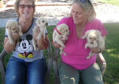 Lab pups