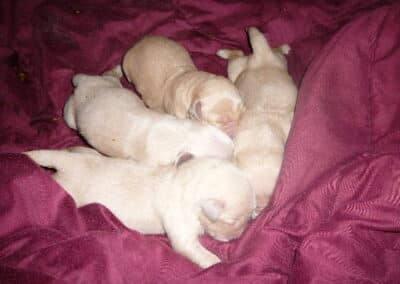 Golden Retriever pups