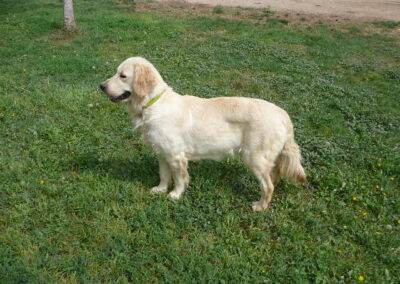 Bridget’s Golden Retriever Litter Arrived August 28