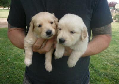 Golden Retriever pups