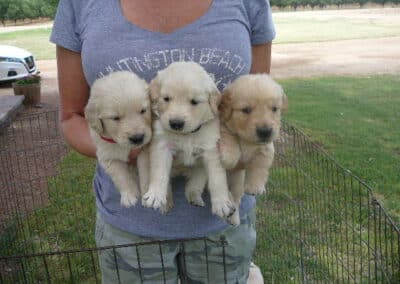 Golden Retriever pups