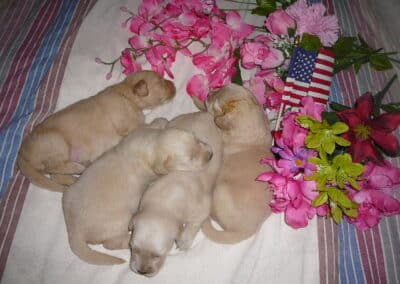 Golden Retriever pups