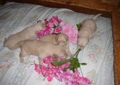 Golden Retriever pups