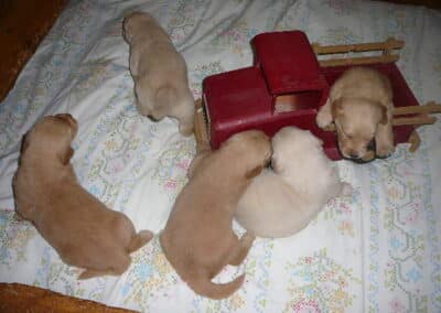 Golden Retriever pups