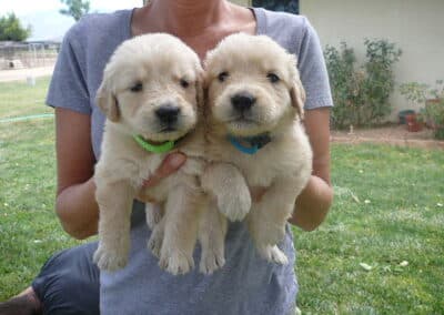 Golden Retriever pups