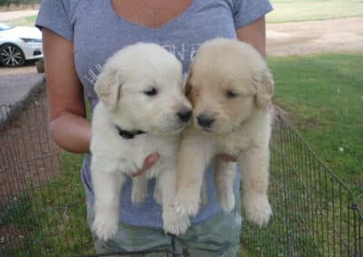 Golden Retriever pups