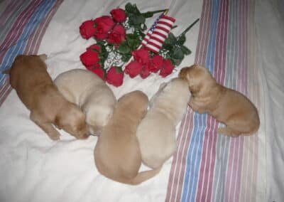 Golden Retriever pups