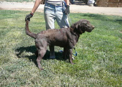 Chocolate Lab Litter Due in May-oops no pups came