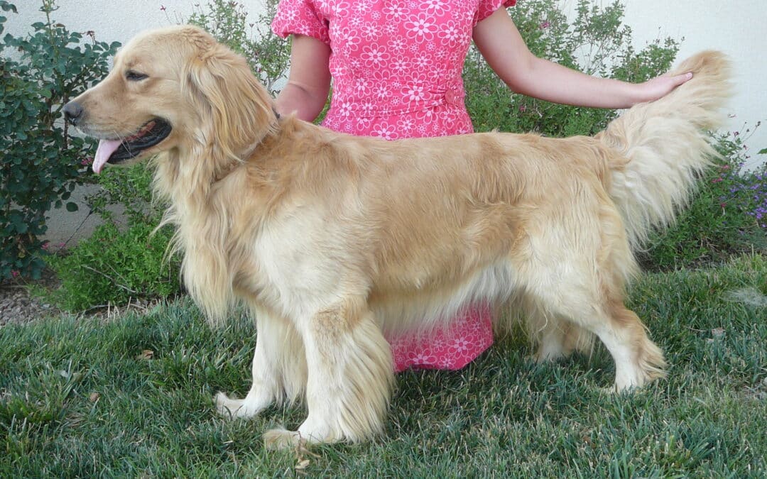 Fall Golden Retriever Pups born Aug 31