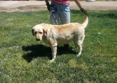 Crystal-a Yellow Lab Female ready for retirement