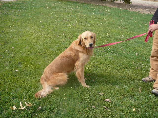 Goldens Born May 27-one male available