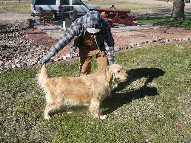 Golden Retriever M&M Litter Born Sept 5- One Gorgeous Male Available