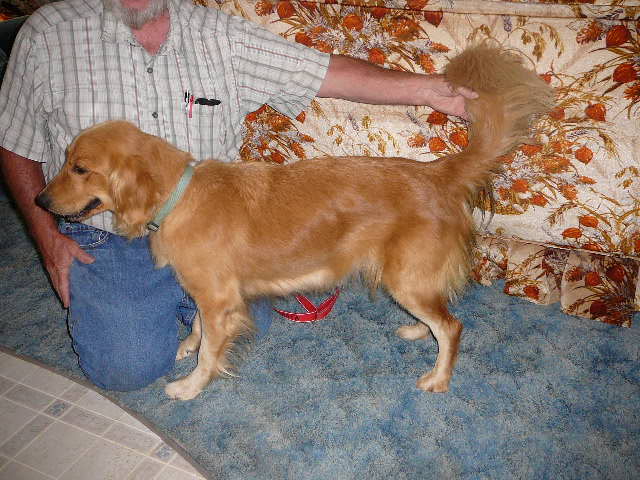 Darker Litter of Golden Retrievers Born August 21- one male available