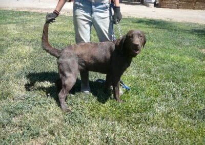 Chocolate Lab Litter Arrived November 30-One Female Available