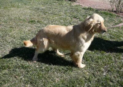 New Litter of Goldens Born May 26