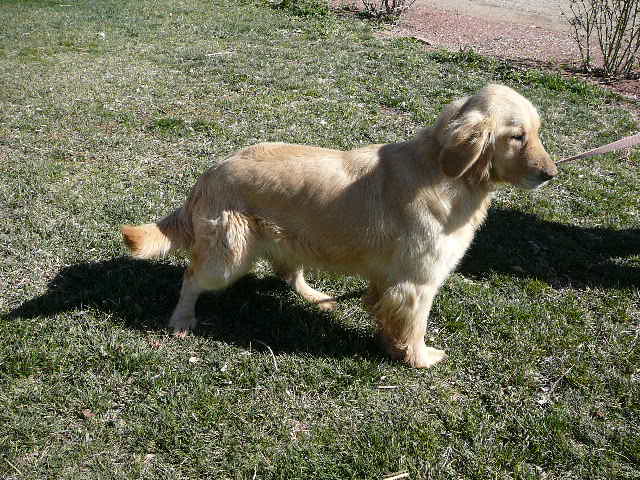 Litter of Goldens Born May 26