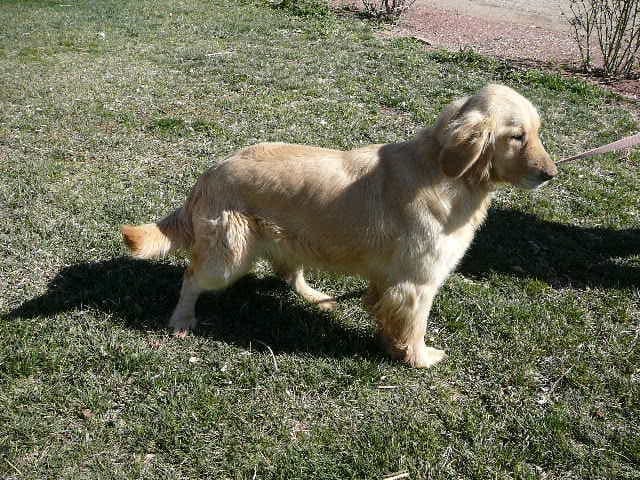Golden Retriever Pups Born July 6 –Ready!