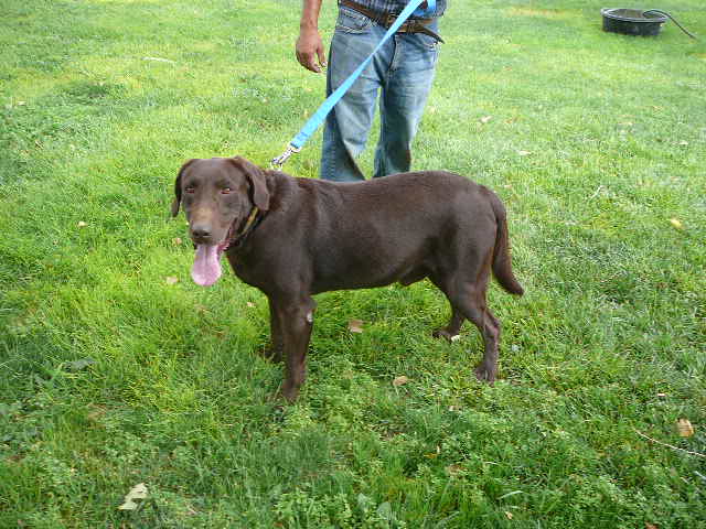 Chocolate Lab Litter Ready NOW! Cyber Monday Sale!