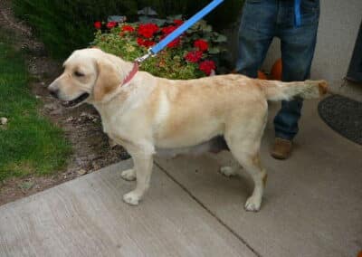 Yellow Labs-One Male For YOU! Read the link about one of them