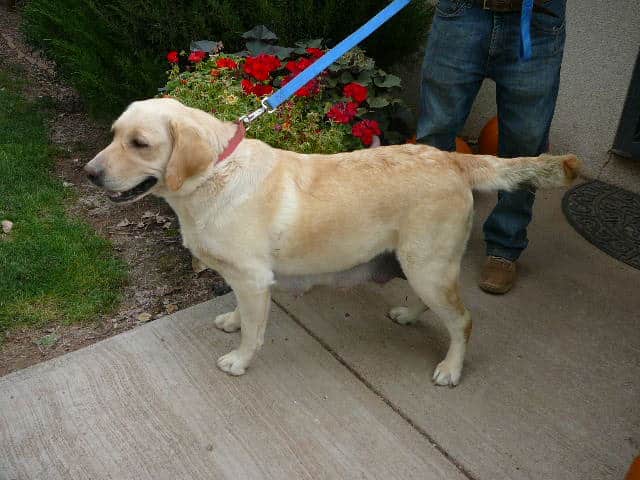 Yellow Lab Male For YOU! Read the link about one of them