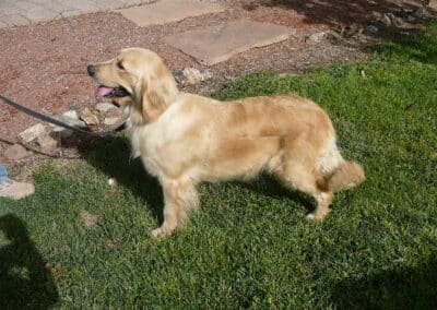 Golden Retriever Pup-One Male For You!