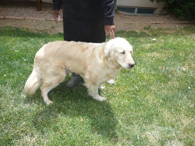 Golden Retriever Litter Born May 20